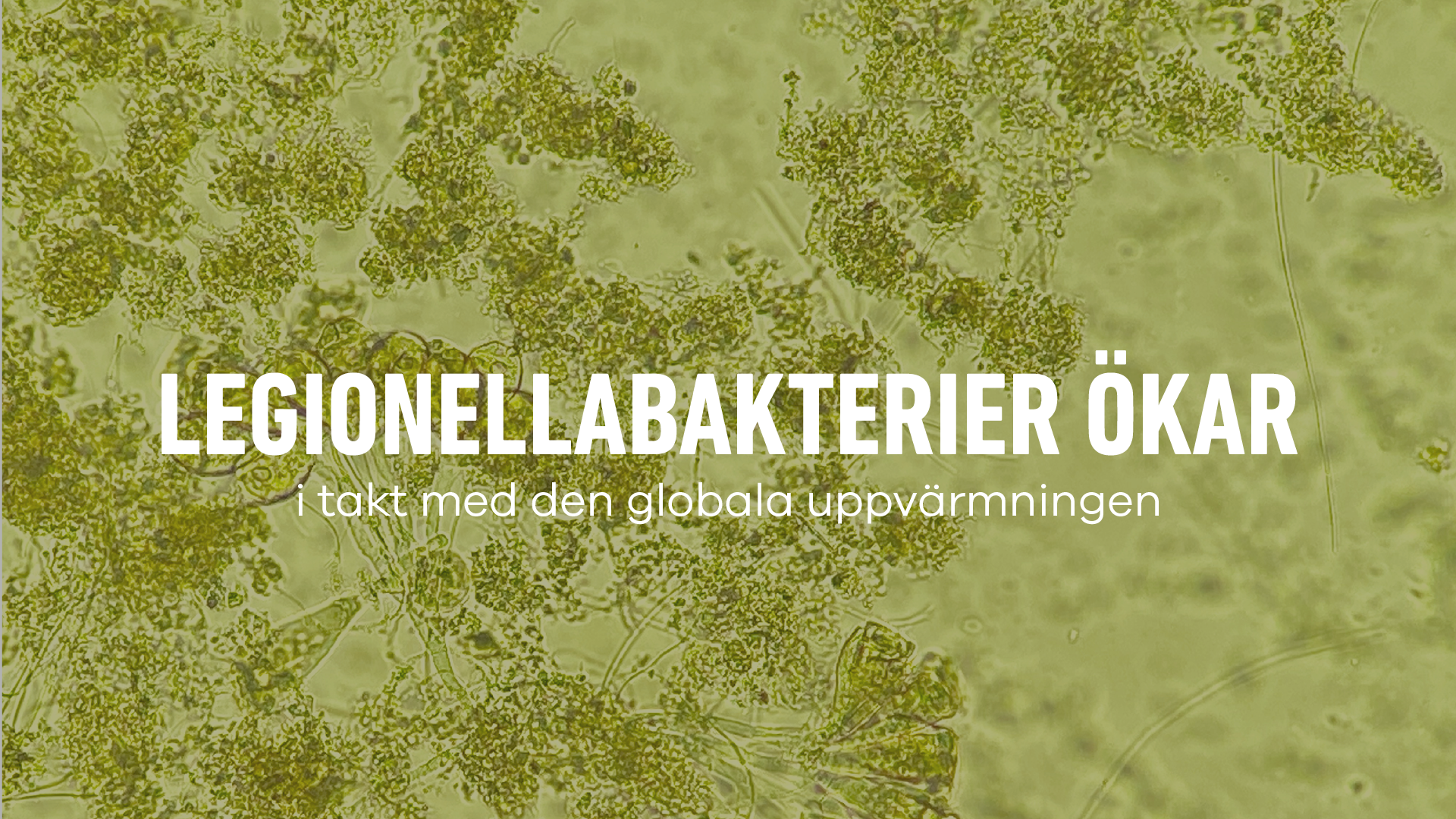 Legionellabakterier ökar i takt med global uppvärmning